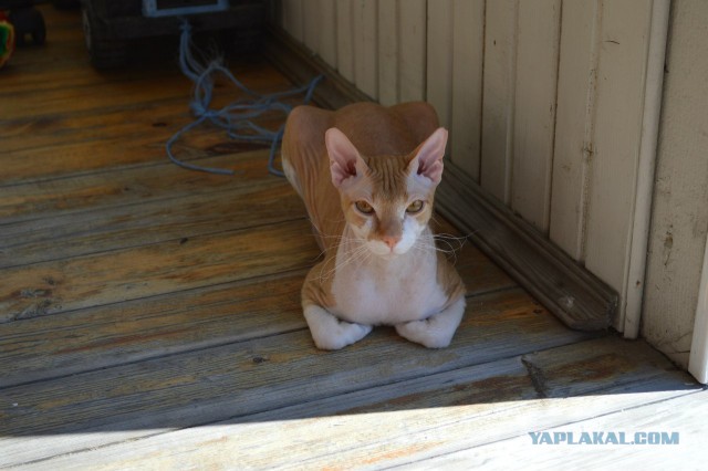 Котовторник на вторник, Котовторник