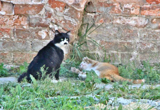 Котовторник 02.09.2014