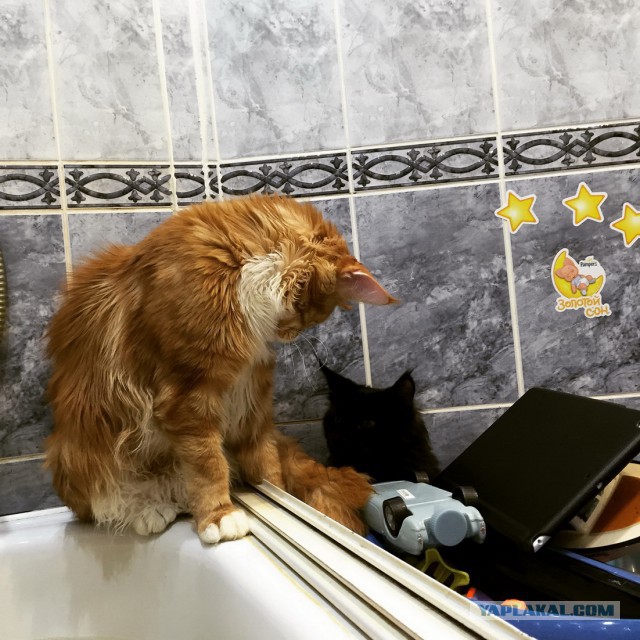 Котовторник