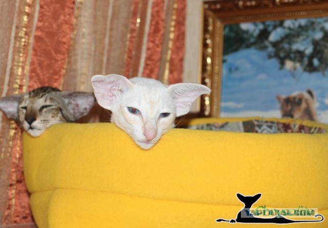 Котовторник
