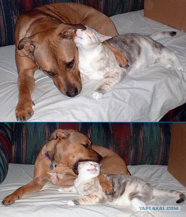 Котопёс))
