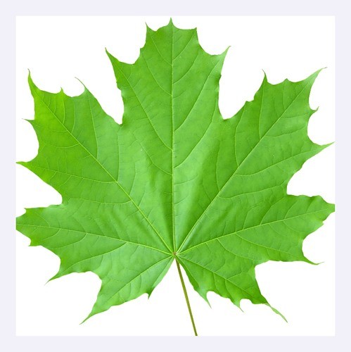 Кленобула. Мат-арт или минутка математики.