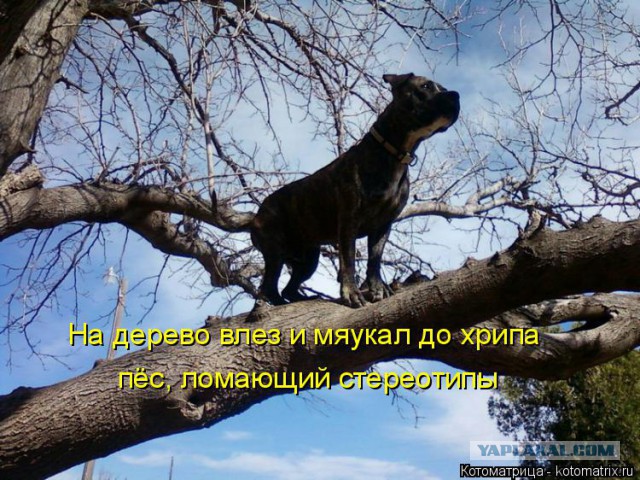 Собаки против котов