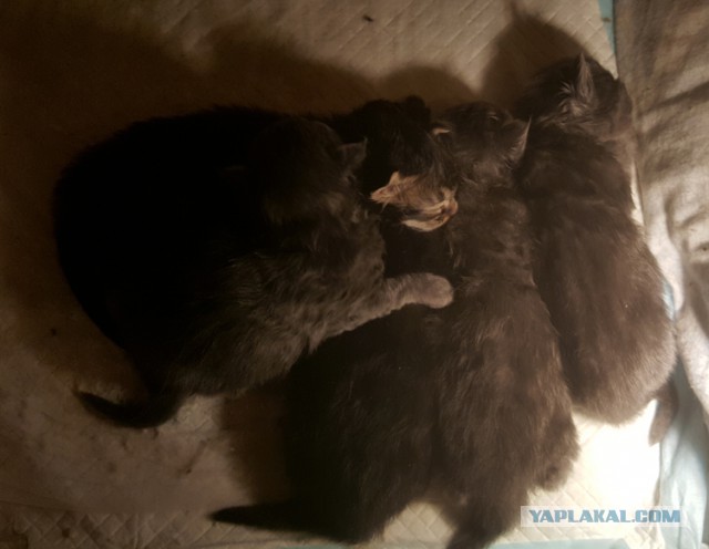 У нас пополнение :)