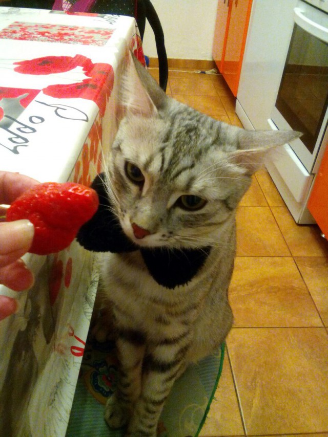 Котовторник 15.03
