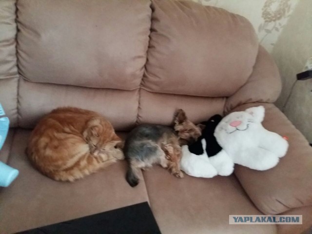 Котовторник 22.03.2016