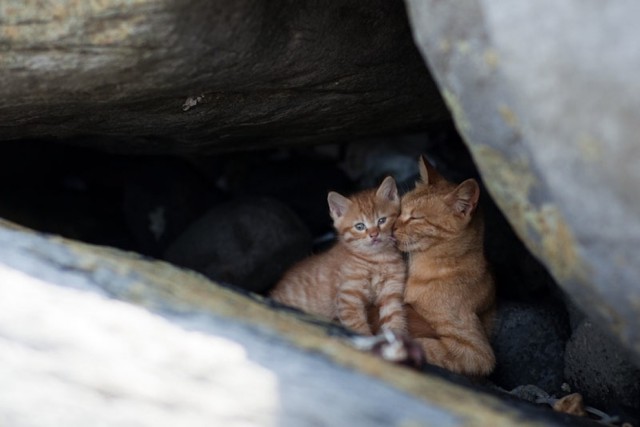 Коты острова Тасиро