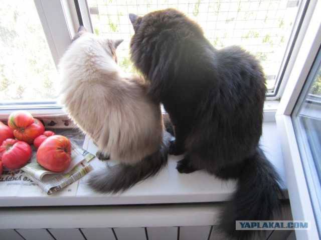 Кот с кошкой так влюблены друг в друга, что не могут скрыть свои чувства