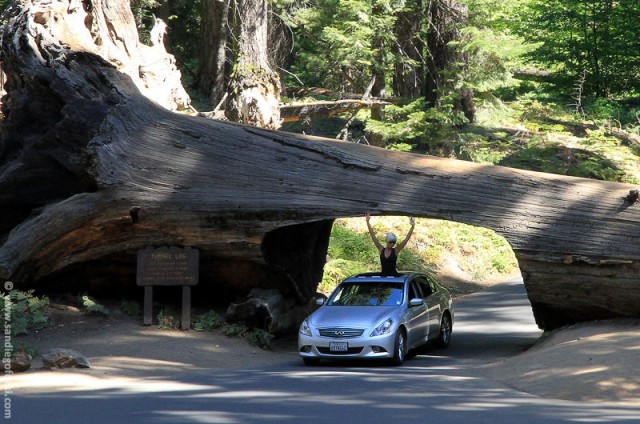 В Калифорнии рухнула «Первая хижина»: циклон повалил знаменитое дерево-туннель