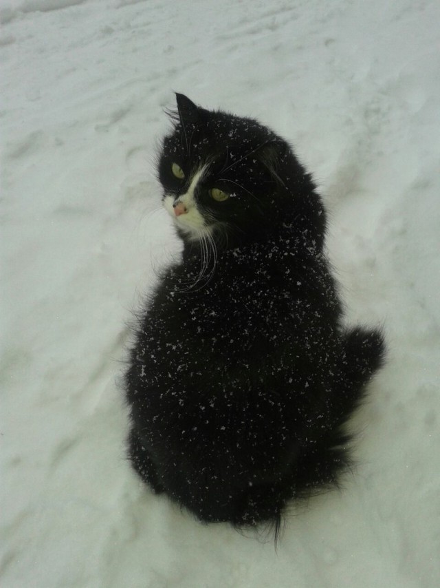 Кошкин день