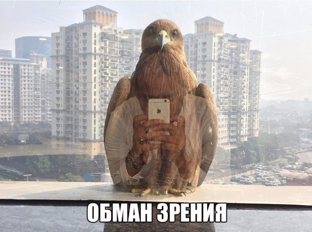 Подборка безудержного веселья