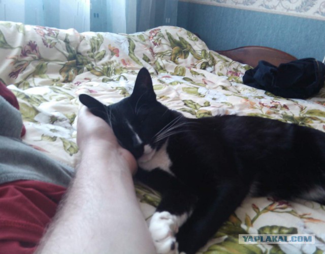 Коты и Кошки