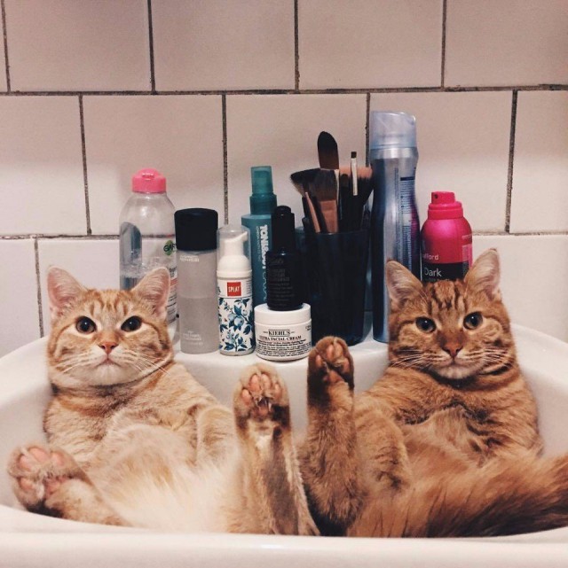 Коты и Кошки
