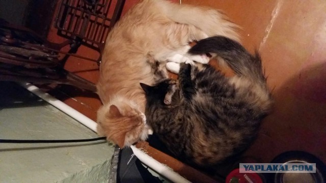 Коты и Кошки