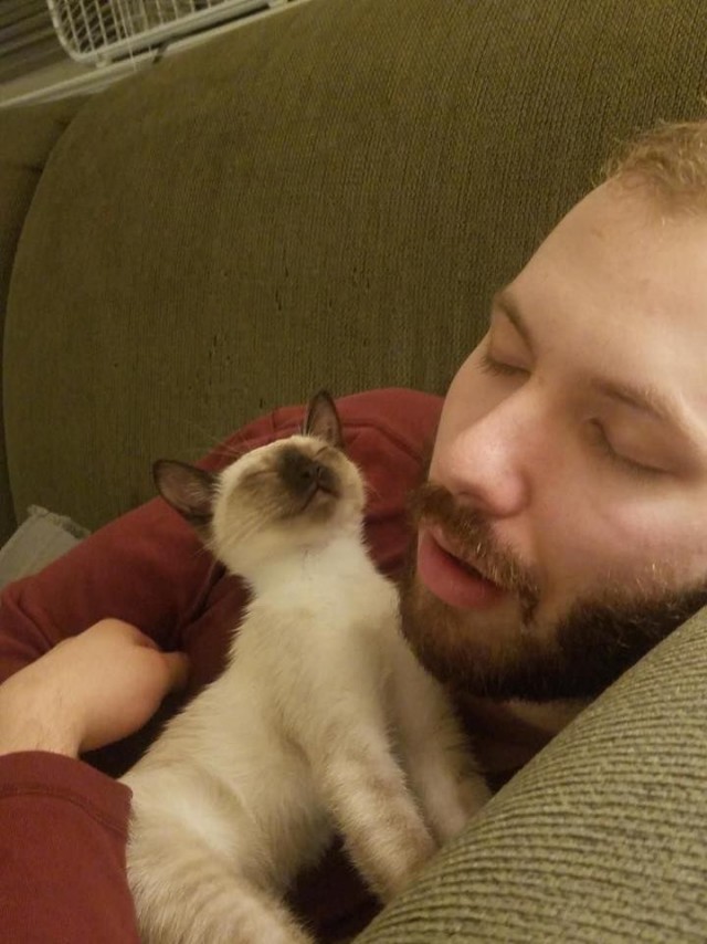 24 кота, которые подняли дерзость на новый уровень