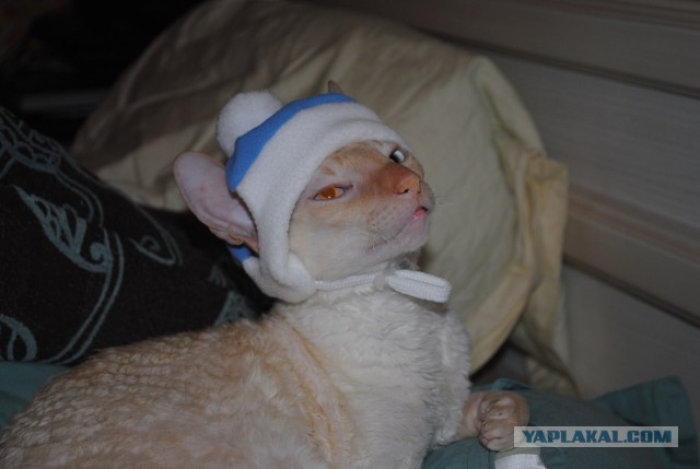 Котовторник  05.12.2017