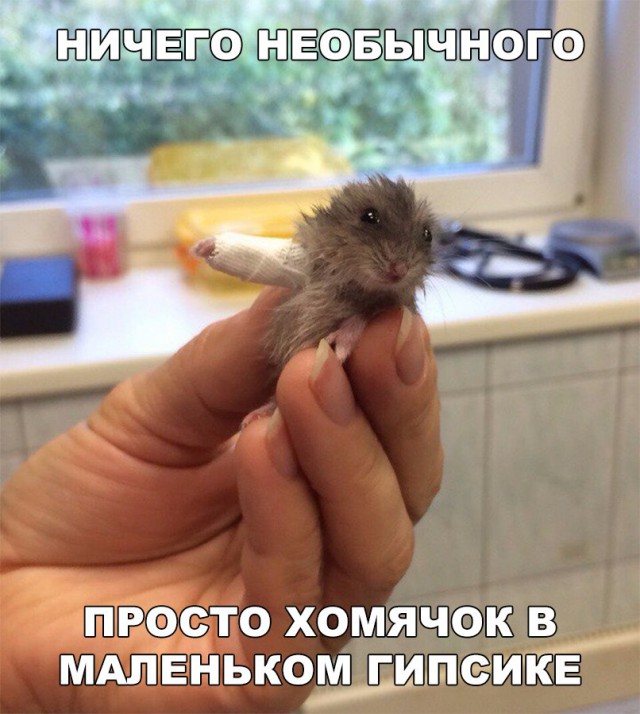 Прикольные картинки обо всём