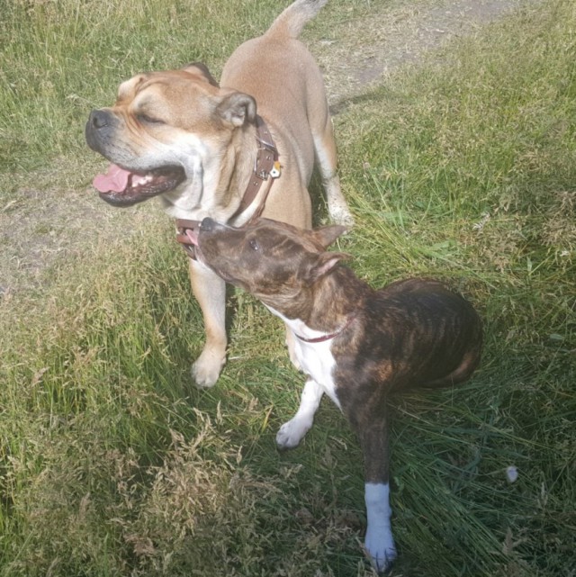 Жили-были той и стаф…