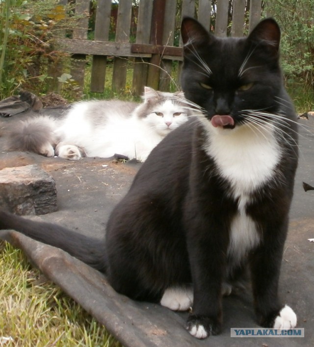 Котовторник 22.05.2018