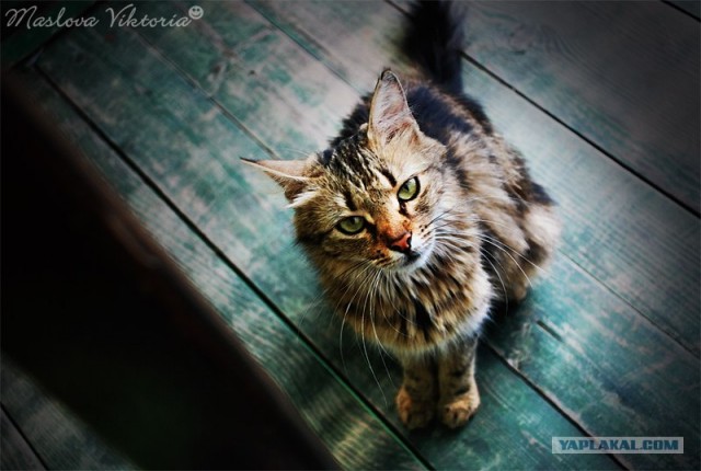 УРРААА ! Котовторник на ЯПлакалъ !