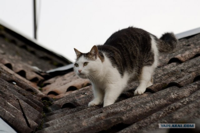 Котовторник на ЯПлакалъ: Кото и кто-то!