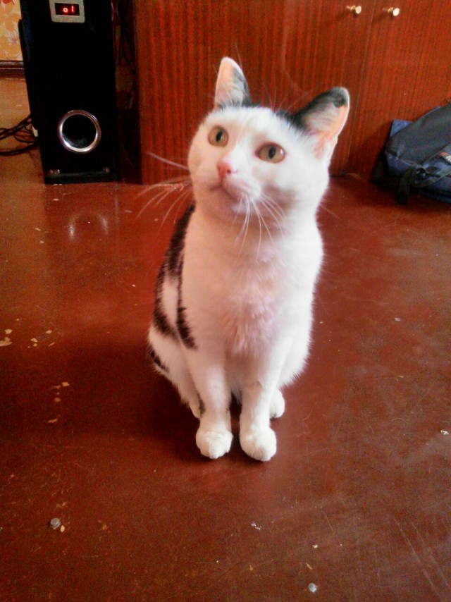 Котовторник  31.07.2018