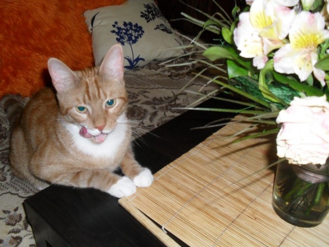 Начинаем котовторник!