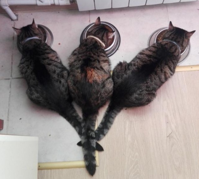 Прикольных котов пост