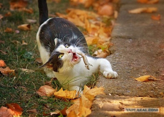 Котовторник! 11.10.11