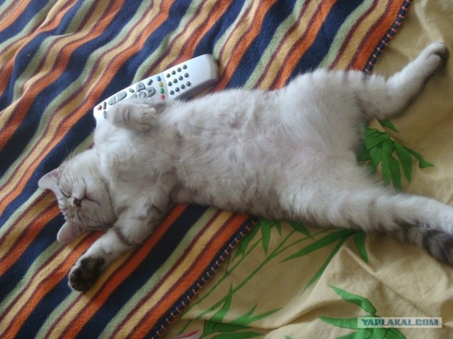 Котовторник (21.02.2012)