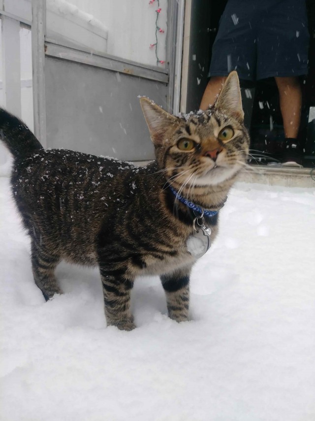 Прикольных котов пост