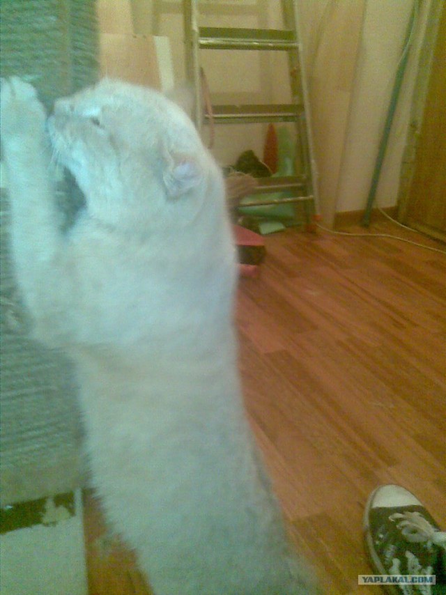 Котовторник 27.03.2012