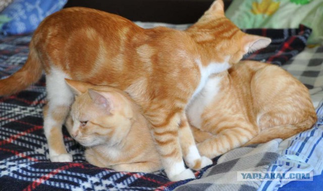 Котовторник 2019