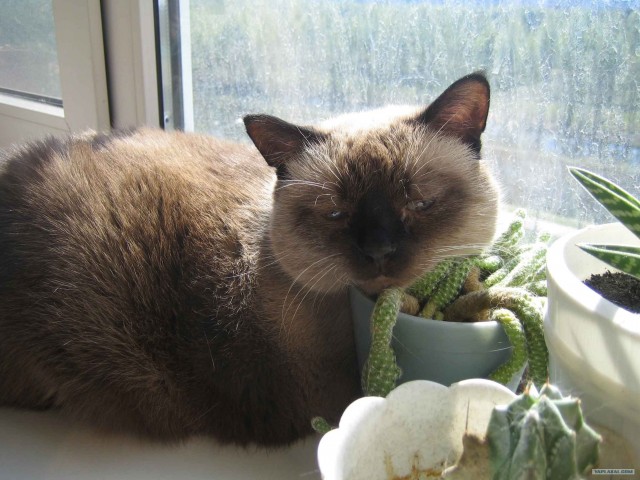 Котовторник (15.05.2012)