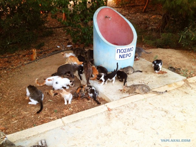 Котовторник  28.08.12
