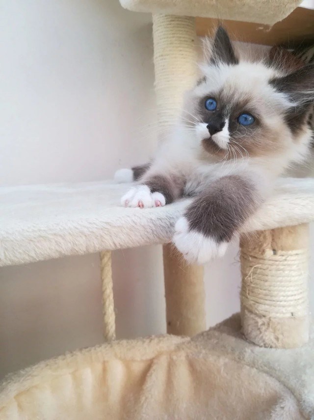 Прикольных котов пост