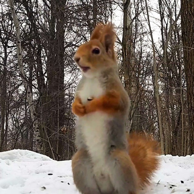 Живность из сети