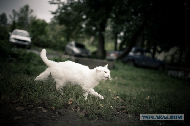 Дикий котовторник 16.04.19