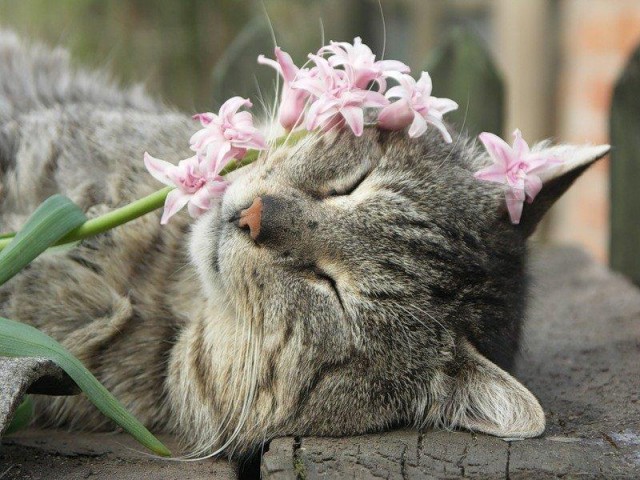 Эти забавные животные