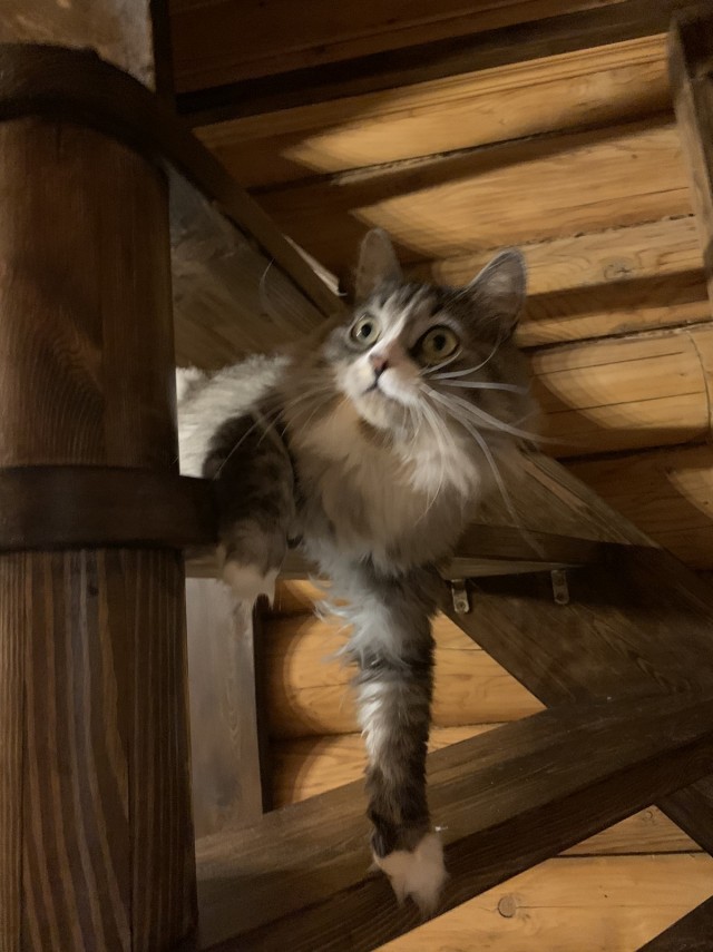 Котовторник. Знакомьтесь, Мася
