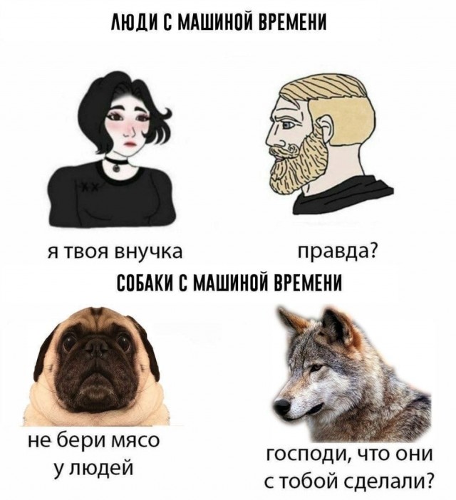 Брахицефалия: Мука длиною в жизнь. Правда о всех «плоскомордых» породах собак