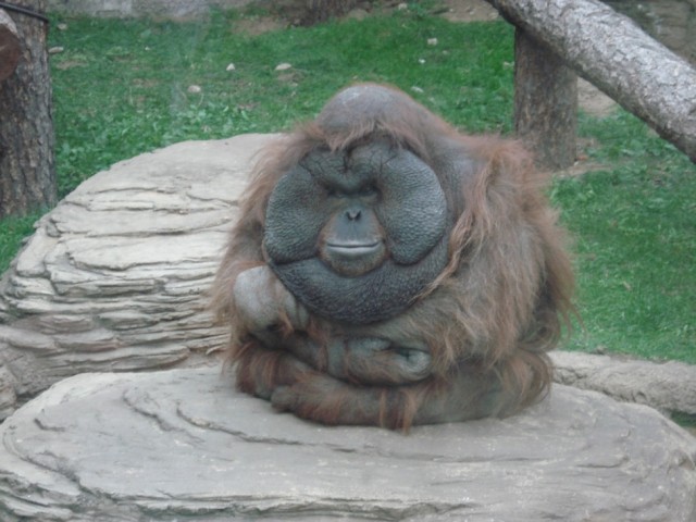 Фотожаба: Всю жизнь за решеткой