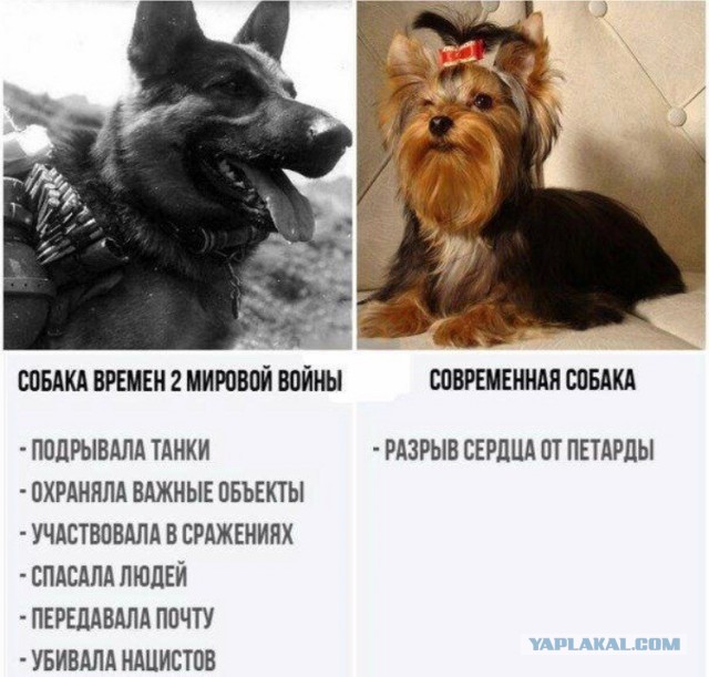 Собаки тогда и сейчас