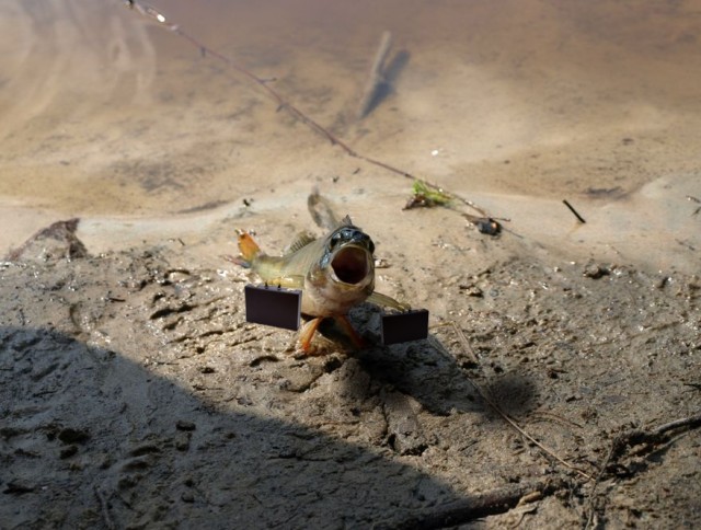 Фотожаба: "Чо?"