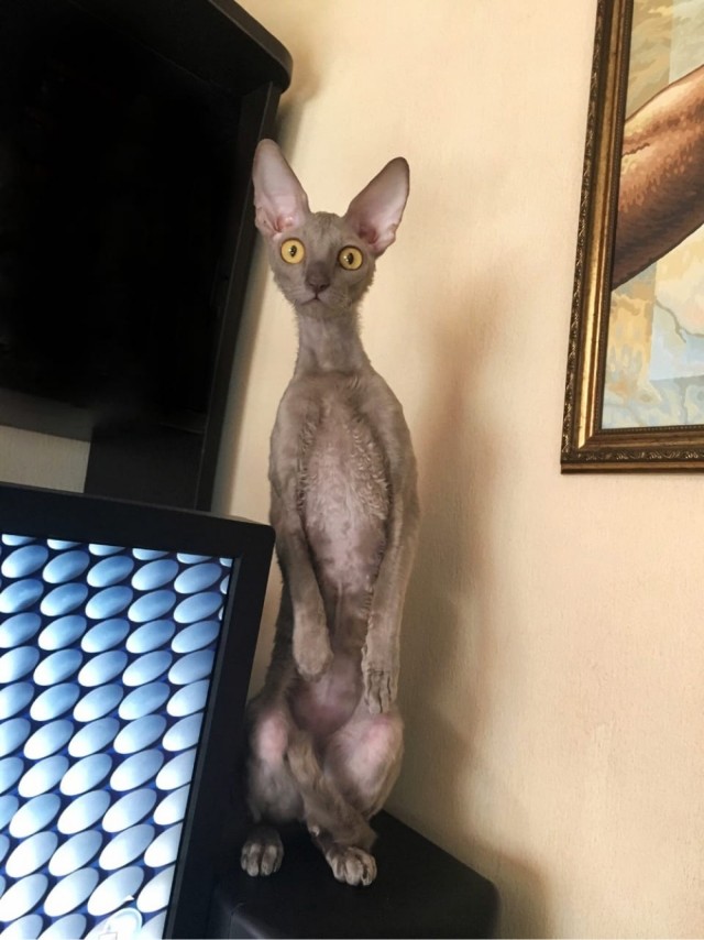 Коты их видят...