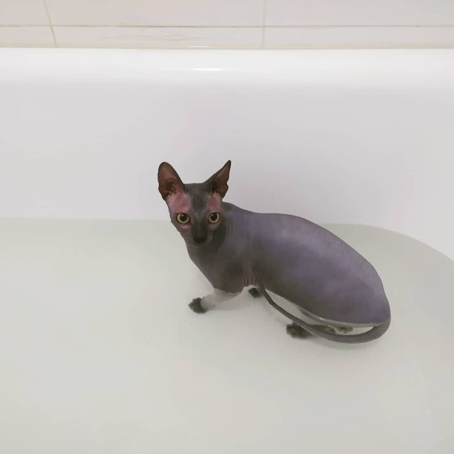 Последние котики января