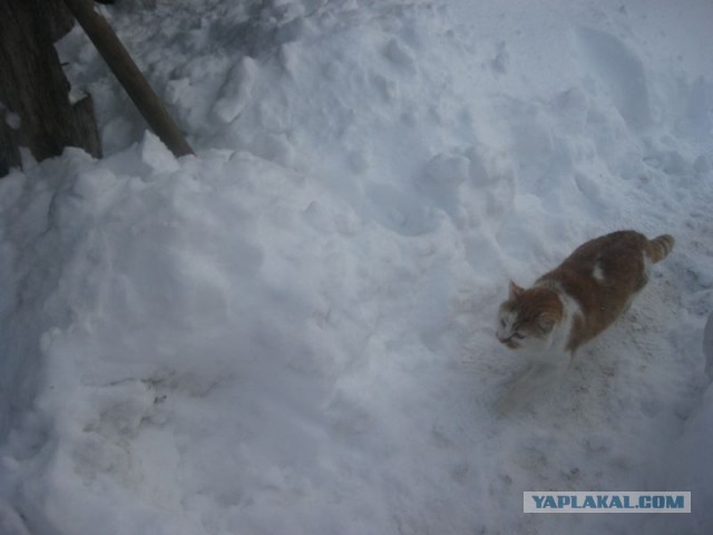 Жизнь домашнего приюта для котеек 328