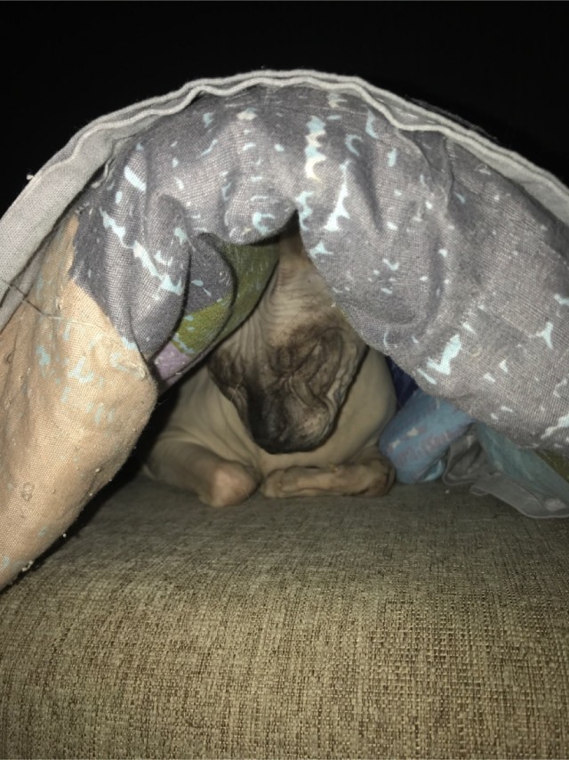 Котовторнику быть!