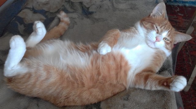 Вторник. Кото-вторник...