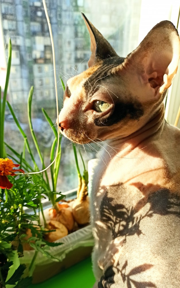 Сатана, а не кот